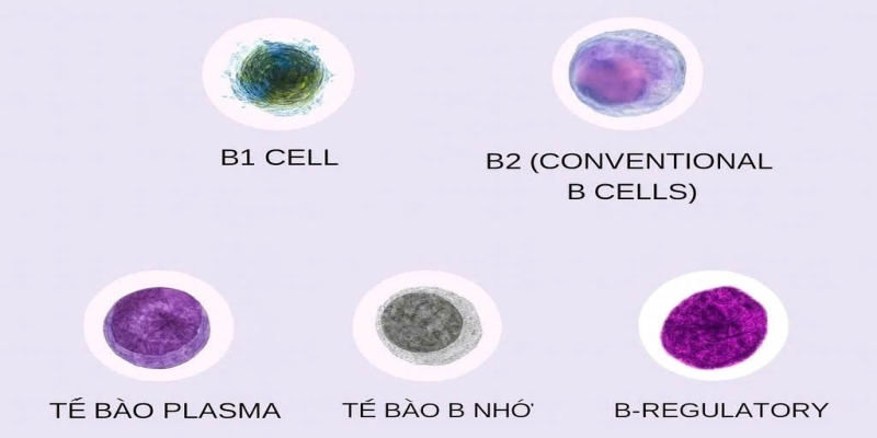 Các loại tế bào lympho B phổ biến (Ảnh:Sưu tầm Internet)
