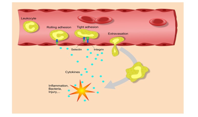 Chức năng của đại thực bào còn bao gồm việc tiết cytokine giúp điều hoà, hạn chế thương tổn mô (Ảnh: Sưu tầm Internet)