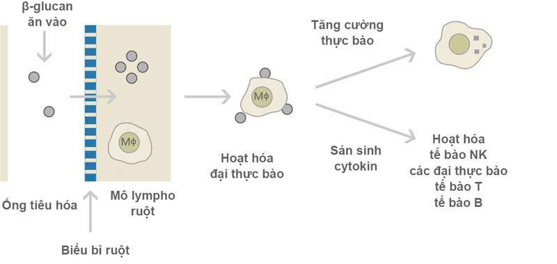 Cơ chế hoạt động của Beta-glucan khi vào cơ thể (Ảnh: Sưu tầm Internet)