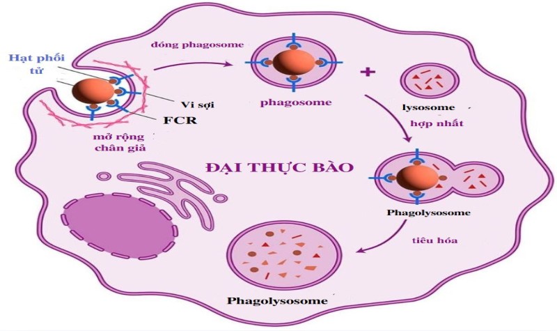 Đại thực bào có nguồn gốc từ tế bào gốc tủy xương (Ảnh: Sưu tầm Internet)