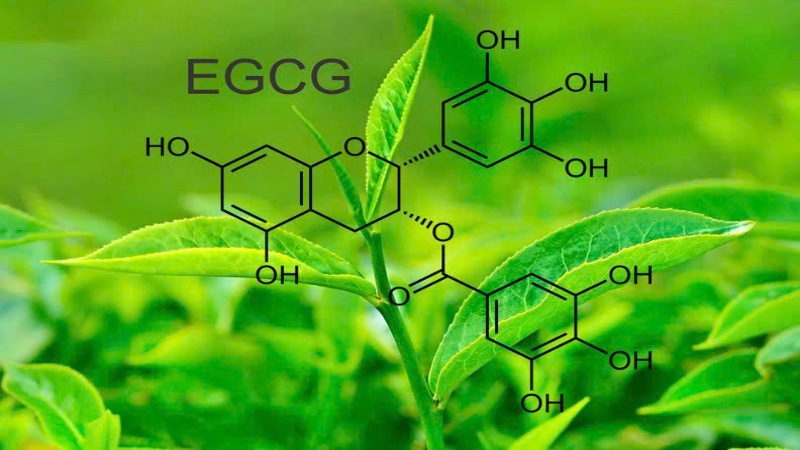 EGCG là gì là băn khoăn của nhiều người (Ảnh: Sưu tầm Internet)