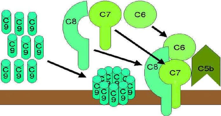 Hệ thống bổ thể và vai trò bảo vệ cơ thể khỏi tác nhân gây bệnh