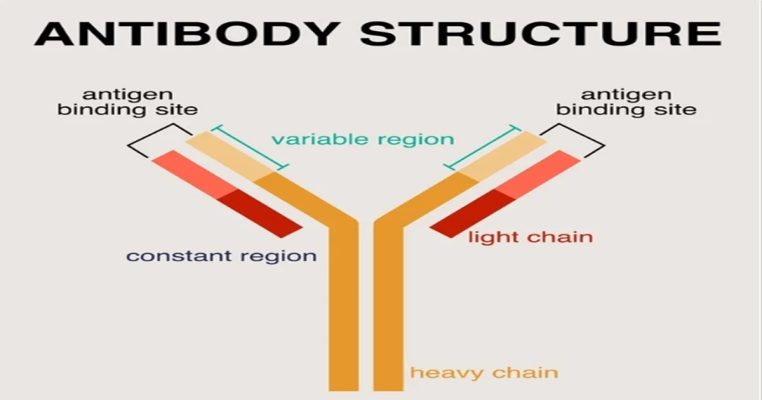 Immunoglobulin – Chìa khóa bảo vệ cơ thể khỏi tác nhân gây bệnh