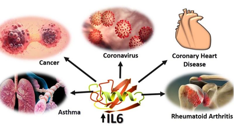 Interleukin IL-6 tham gia vào hoạt động miễn dịch của cơ thể (Ảnh: Sưu tầm Internet)