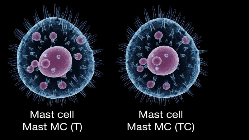 Phân loại tế bào mast dựa trên vị trí cư trú và đặc điểm sinh hóa của chúng (Ảnh: Sưu tầm Internet)
