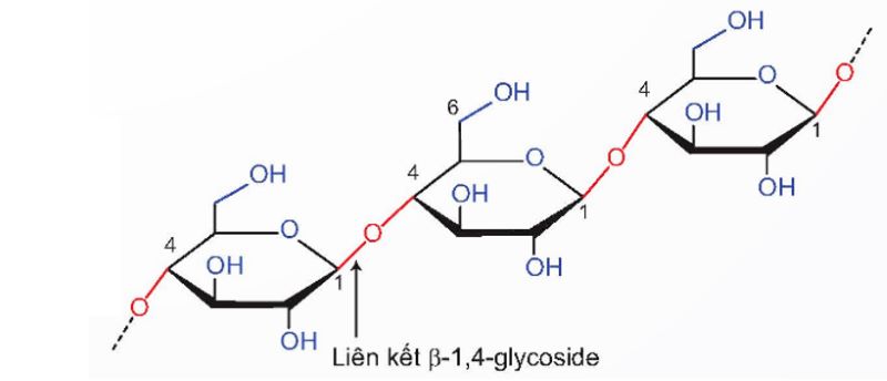 Polysaccharide được tạo thành từ nhiều phân tử đường đơn liên kết với nhau (Ảnh: Sưu tầm Internet)