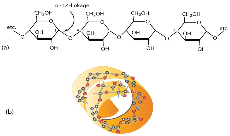 Polysaccharide là một loại carbohydrate phức tạp (Ảnh: Sưu tầm Internet)