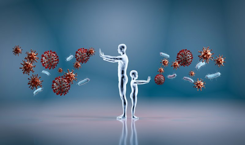 Polysaccharide tương tác với tế bào miễn dịch như đại thực bào (Ảnh: Sưu tầm Internet)