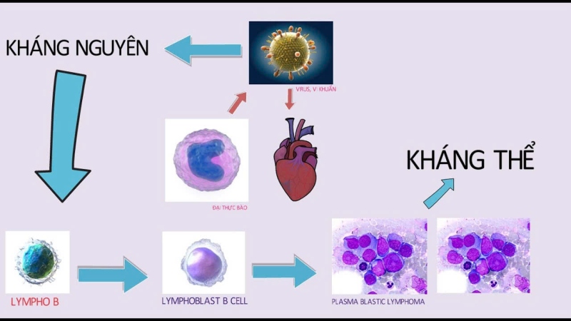 Tế bào lympho B nhận diện và kết nối với kháng nguyên giúp cơ thể phản ứng nhanh với tác nhân gây bệnh (Ảnh: Sưu tầm Internet)