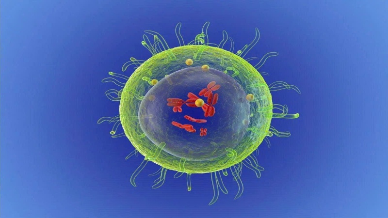 Tế bào lympho T là một nhóm tế bào bạch cầu quan trọng thuộc hệ miễn dịch thích ứng (Ảnh: Sưu tầm Internet)