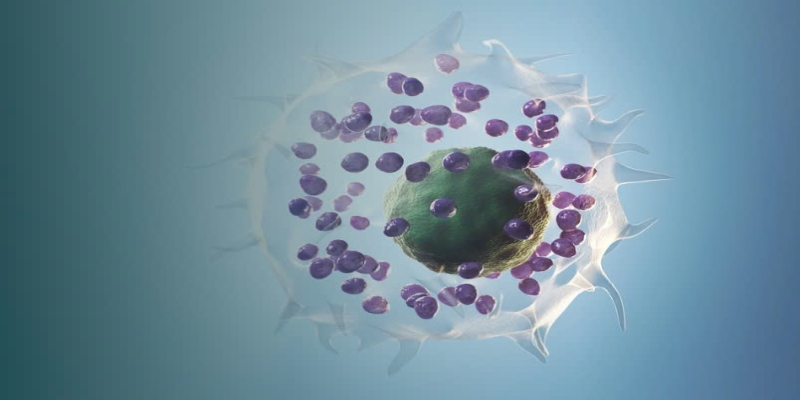 Tế bào mast là một dạng tế bào miễn dịch có nguồn gốc từ tủy xương (Ảnh: Sưu tầm Internet)