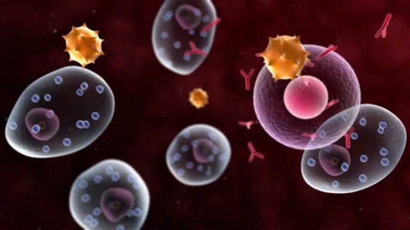 Tế bào mast tham gia vào cả miễn dịch bẩm sinh và miễn dịch thích ứng (Ảnh: Sưu tầm Internet)