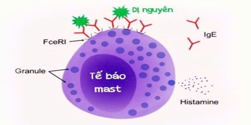 Khi tế bào mast giải phóng histamine và các chất trung gian khác người bệnh có thể bị phản ứng dị ứng (Ảnh: Sưu tầm Internet)