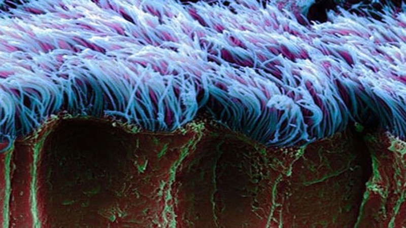 Hệ thống lông mao và dịch nhầy là yếu tố quan trong trong thải độc phổi