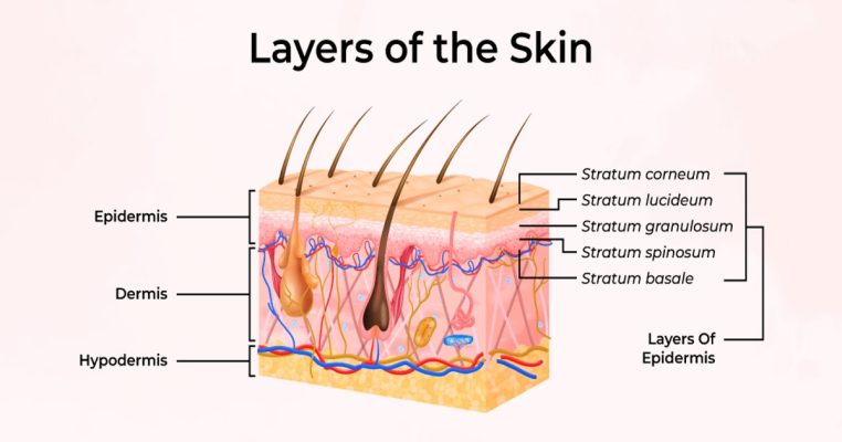Stratum Corneum là gì? Lớp sừng vàng giữ da khỏe, ngừa tổn thương