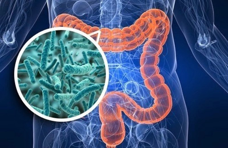 Vi khuẩn đường ruột là thành phần chính của microbiome (Ảnh: Sưu tầm Internet)