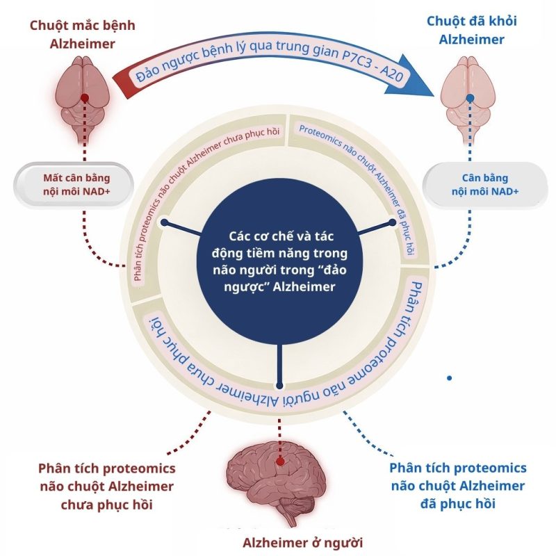 P7C3-A20 có tác dụng bảo vệ tế bào thần kinh, đặc biệt trong các tình trạng tổn thương, thoái hóa hoặc stress chuyển hóa của não