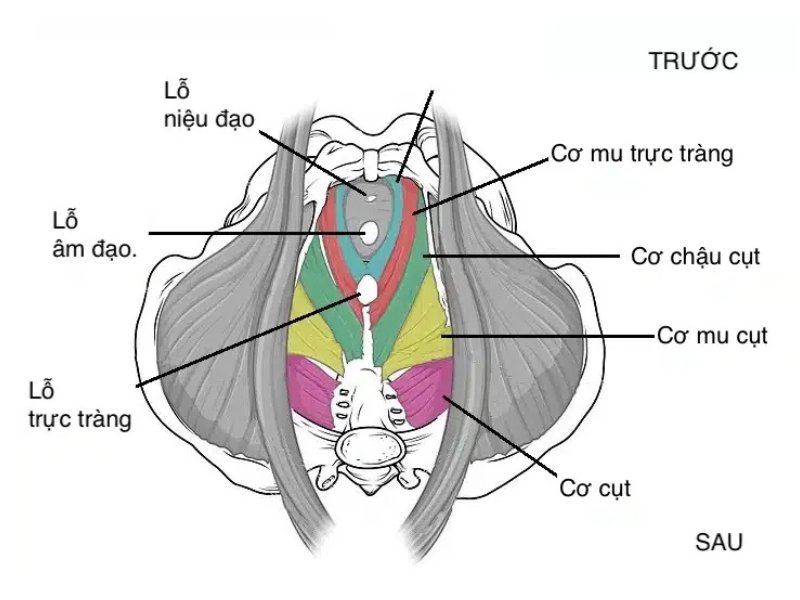 Cơ sàn chậu – nền tảng nâng đỡ các cơ quan vùng chậu