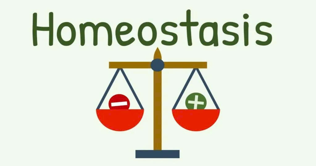 Homeostasis là gì? Cơ chế cân bằng nội môi của cơ thể người