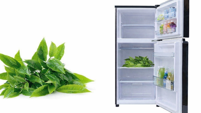 Lá trà xanh tươi cần được bảo quản ở ngăn mát tủ lạnh( Ảnh:Sưu tầm Internet)