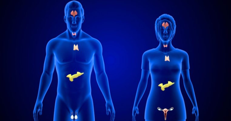 Tất tần tật về hệ nội tiết: Vai trò và cách bảo vệ sức khỏe