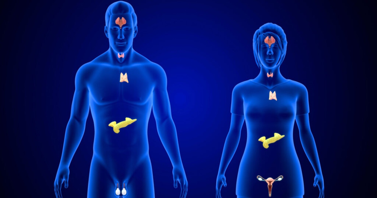 Tất tần tật về hệ nội tiết: Vai trò và cách bảo vệ sức khỏe
