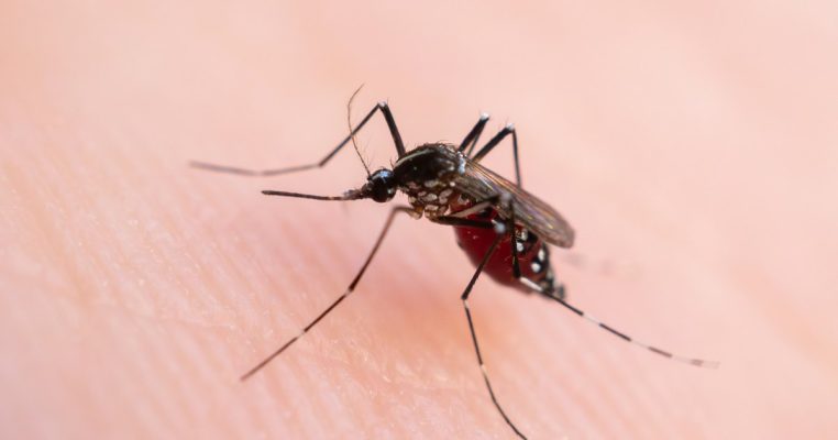 Sốt xuất huyết gia tăng tại TP. HCM: Cảnh báo sớm mùa dịch 2026