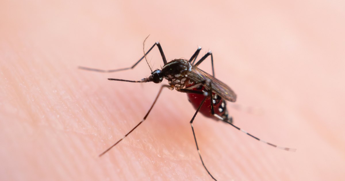 Sốt xuất huyết gia tăng tại TP. HCM: Cảnh báo sớm mùa dịch 2026