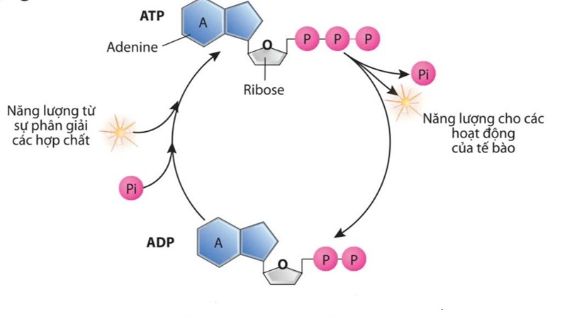Cách tế bào lấy năng lượng để hoạt động (Ảnh: Sưu tầm internet)