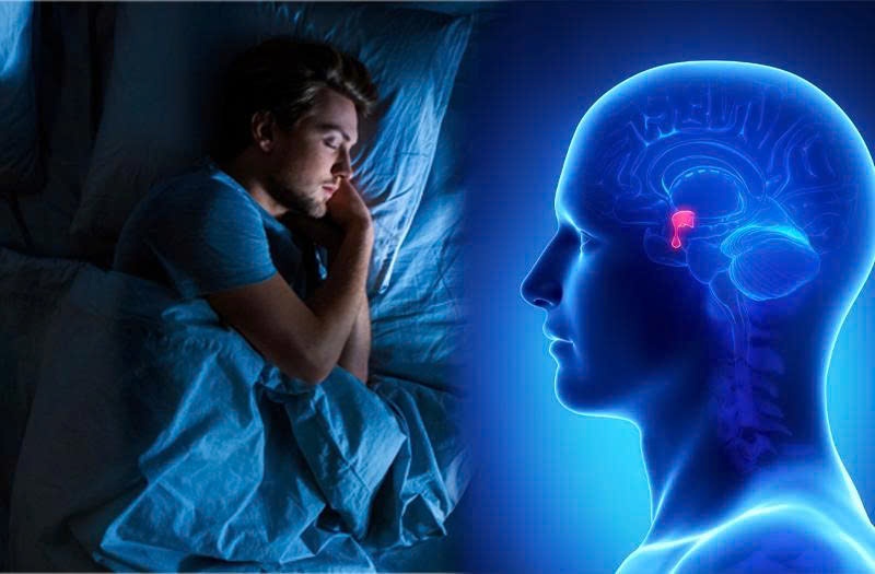 Nhịp sinh học điều khiển các hormone nội tiết ổn định hơn (Ảnh: Sưu tầm internet)