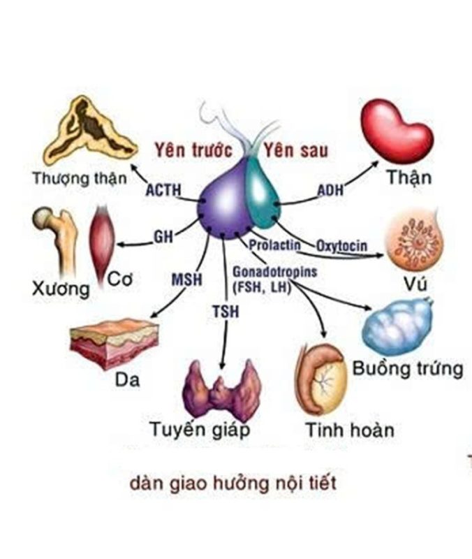 Tuyến yên là một nhạc trưởng của tuyến nội tiết  (Ảnh: Sưu tầm internet)