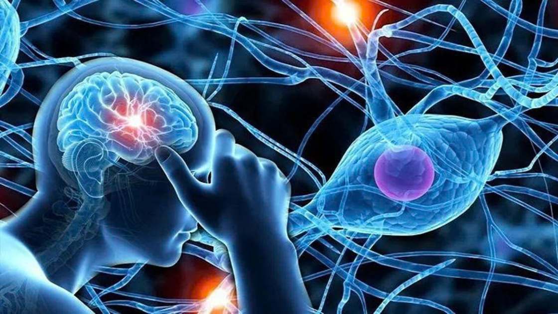 Trí nhớ giảm âm thầm: Não đang chịu áp lực nội tiết nào?