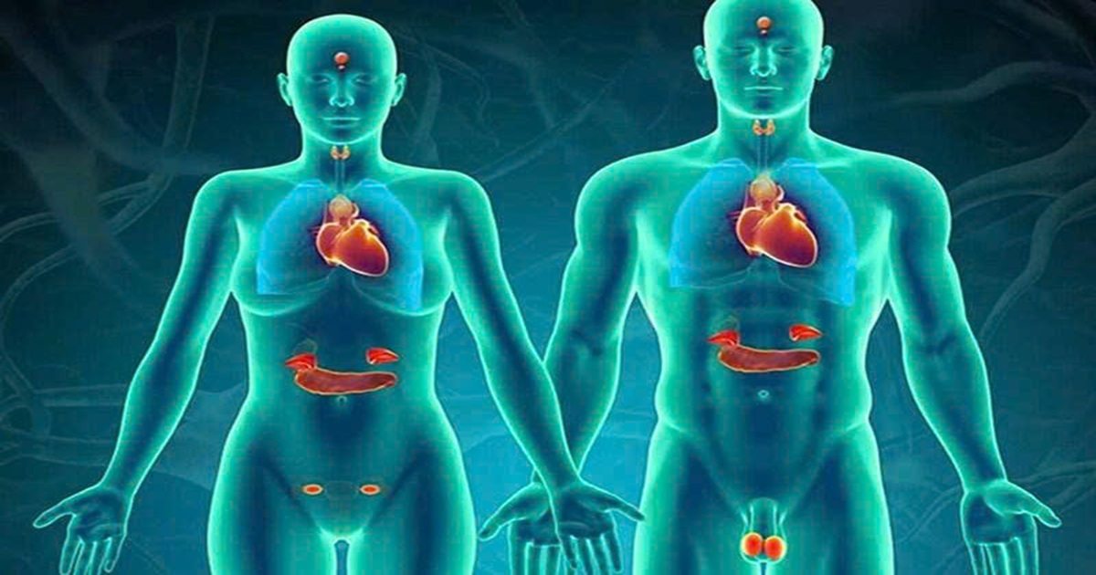 Trục nội tiết – Hệ điều hành hormone của cơ thể