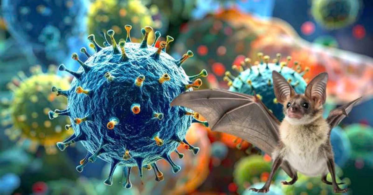 Virus Nipah: Vì sao WHO xếp vào nhóm nguy hiểm hàng đầu?