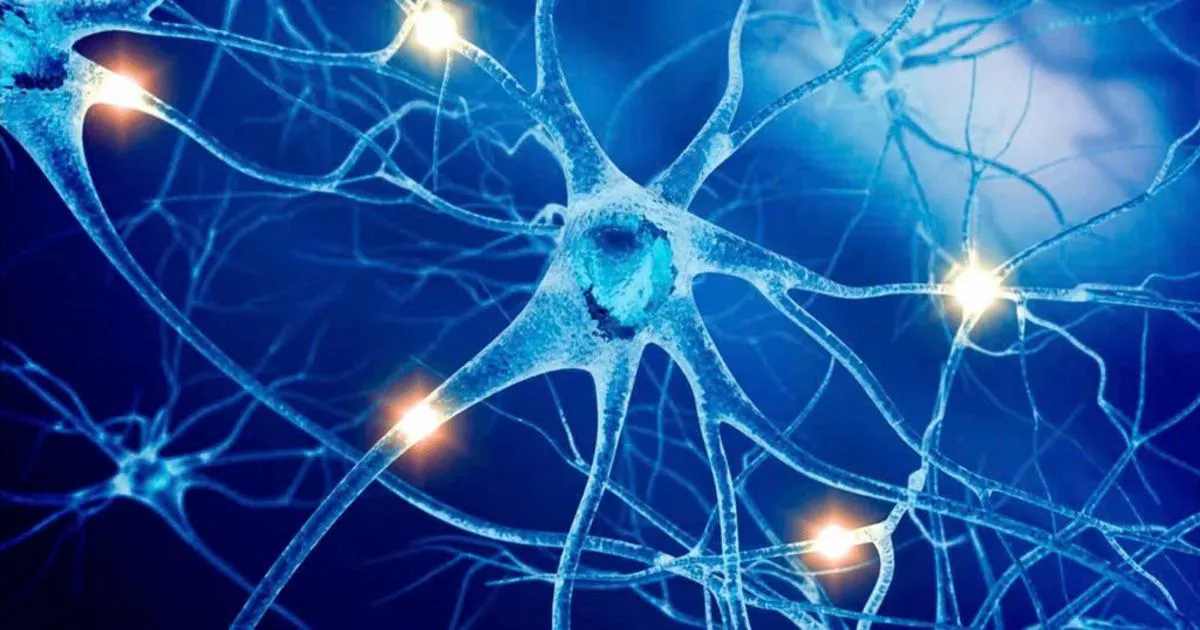 Acetylcholine là gì? Vì sao thiếu hụt gây suy giảm trí nhớ