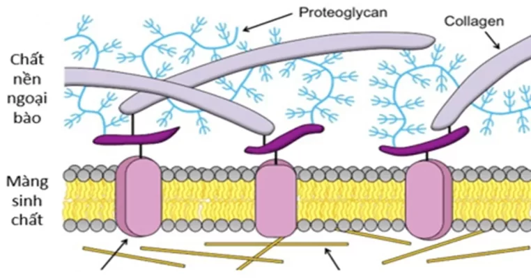 Chất nền ngoại bào: Bí mật đằng sau làn da không tuổi.