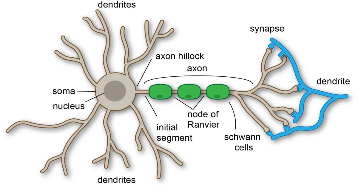 Dendrites là gì? Giải mã chức năng sợi nhánh thần kinh