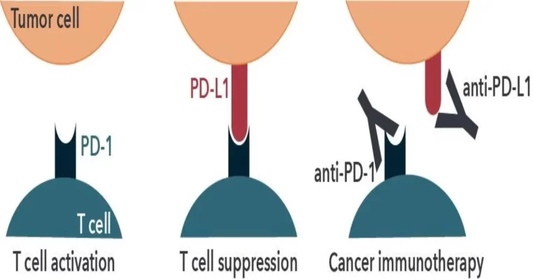 PD-1 - “Chìa khóa bí mật” giúp miễn dịch chống ung thư