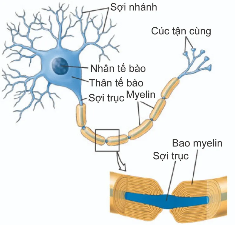 Sợi trục thần kinh gồm: màng sợi trục (axolemma), chất tế bào bên trong (axoplasm) và có thể được bao bọc bởi lớp myelin giúp tăng tốc độ dẫn truyền xung thần kinh (Nguồn: Internet)