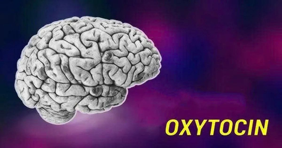 Chất dẫn truyền thần kinh oxytocin: Bí mật gắn kết cảm xúc