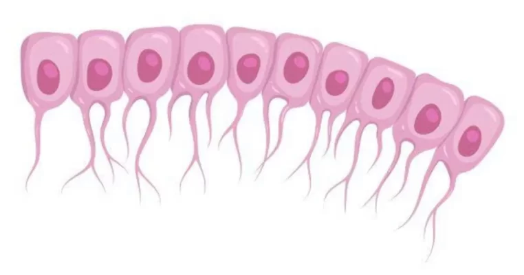 Ependymal cells - Lá chắn thầm lặng của não