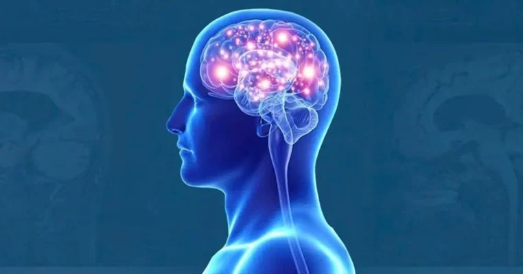 Glutamate có tác dụng gì? Vai trò đối với não bộ và sức khỏe thần kinh