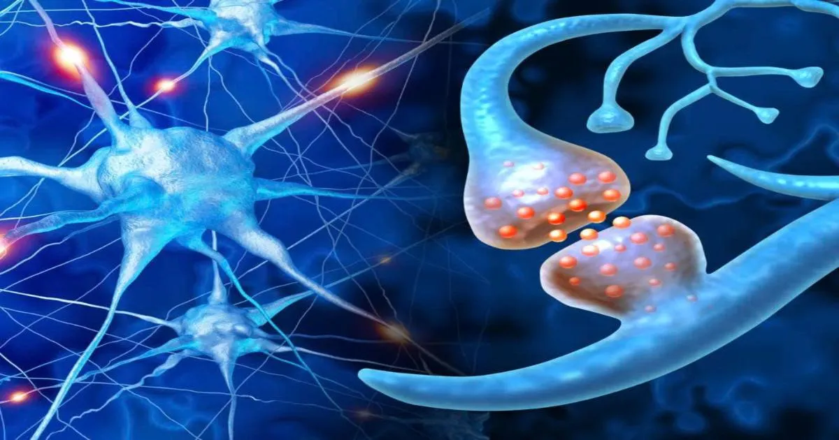 Neuroplasticity - Khả năng tái lập trình não bộ ít ai biết