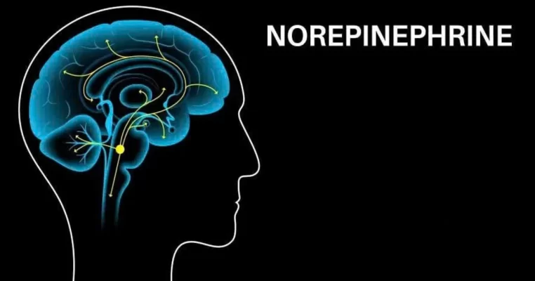 Noradrenaline là gì? Hiểu đúng để cải thiện sức khỏe