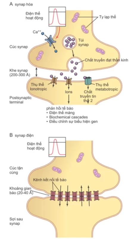 Synapse điện truyền tín hiệu trực tiếp và rất nhanh, còn synapse hóa học truyền qua chất trung gian nên chậm hơn nhưng linh hoạt hơn (Nguồn: Internet)