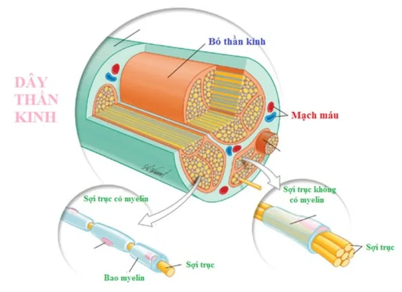 Dựa vào bao myelin, sợi trục gồm hai loại: có myelin (dẫn truyền nhanh) và không có myelin (dẫn truyền chậm) (Nguồn: Internet)