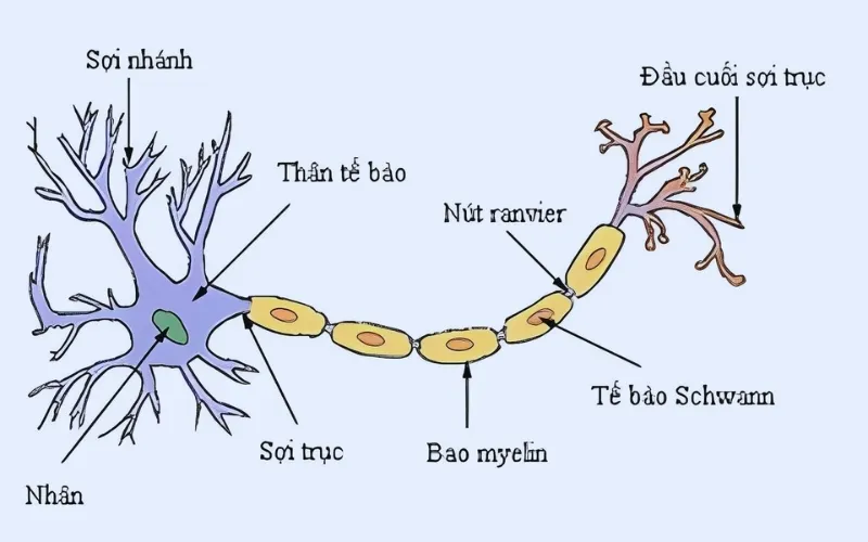 Sợi trục (axon) là phần kéo dài của tế bào thần kinh, có chức năng dẫn truyền xung thần kinh từ thân tế bào đến các tế bào khác (Nguồn: Internet)