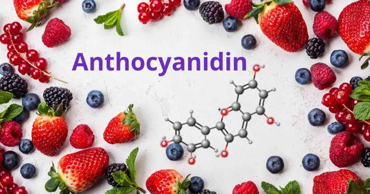 Anthocyanin là gì? Bí mật thực phẩm màu tím cho người rối loạn nội tiết
