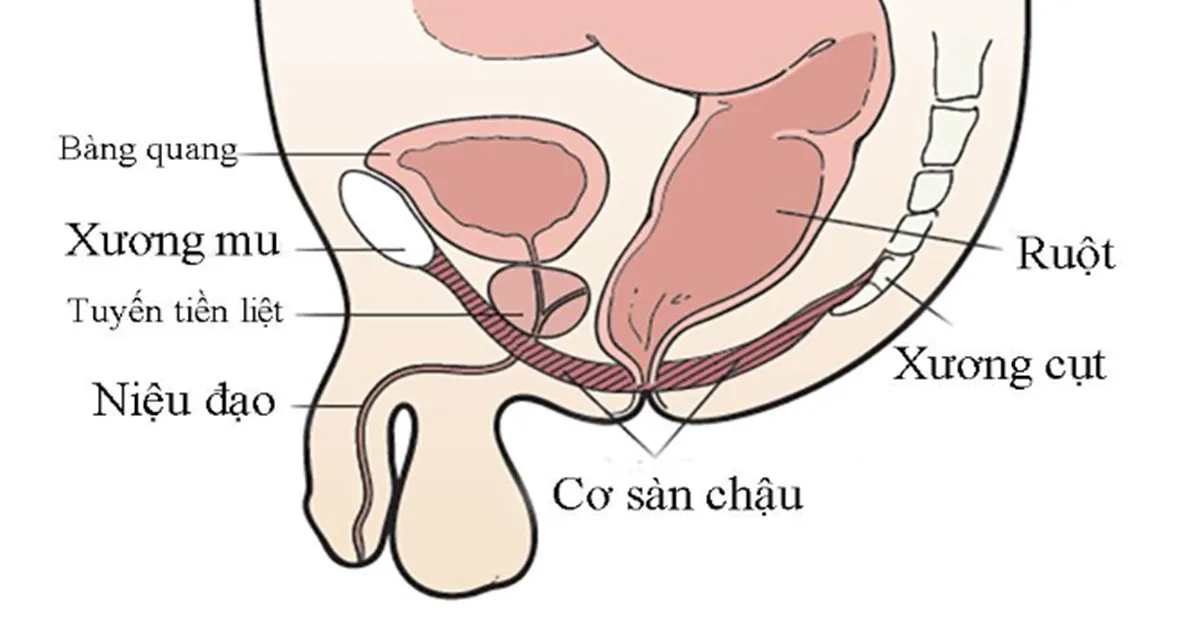 Cơ sàn chậu là gì