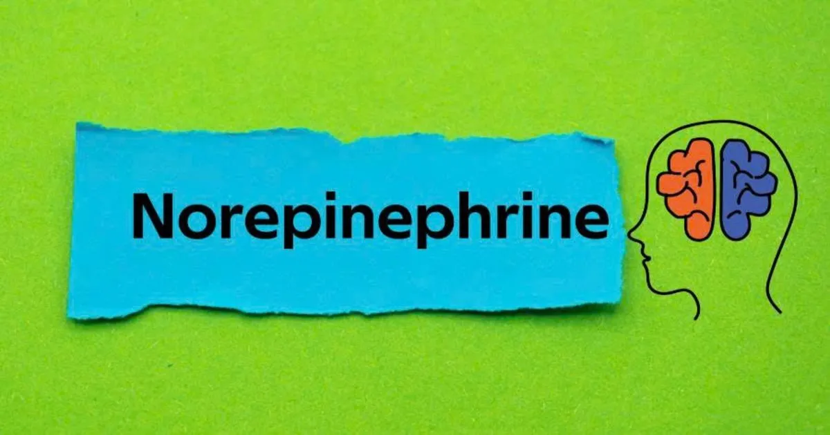 Hormone norepinephrine có tác dụng gì? Chìa khóa giúp não tỉnh táo và chống stress